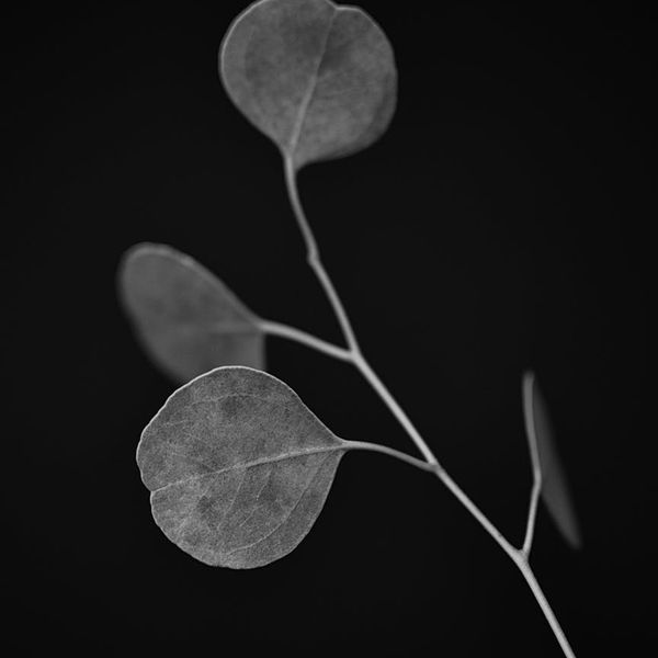 Green botanical shapes and light dots representing herbal power